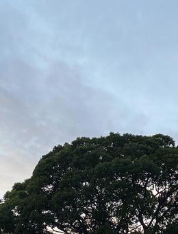 秋空と木Part3 秋空と木Part3 木,夕,空の写真素材