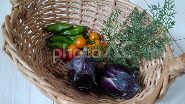 家庭菜園の収穫・夏野菜の盛り合わせ ミニトマト,茄子,獅子唐の写真素材