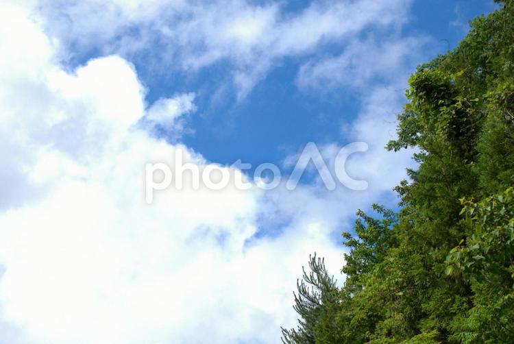 夏空　杉山　風景 夏,空,杉の写真素材