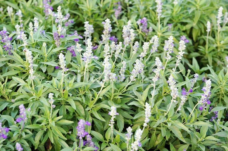 紫と白の花畑 花,紫,白の写真素材