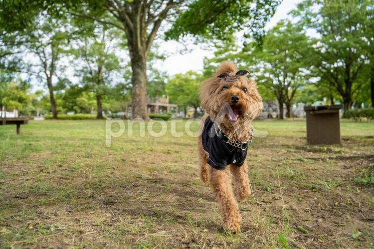 夏の公園で散歩するトイプードル トイプードル,トイプー,夏の写真素材