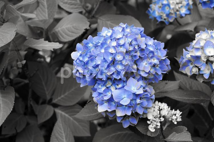 雨上がりの鮮やかな紫陽花 雨,白,モノクロの写真素材