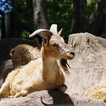 動物園のヤギ 動物園のヤギの写真