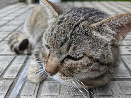 cat, JPG cat, JPG