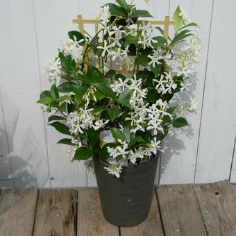 Star jasmine (Tracheifera asiatica) potted plant, JPG