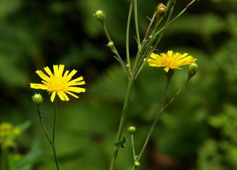 ヤナギタンポポ ヤナギタンポポ,柳蒲公英,山柳菊の写真素材