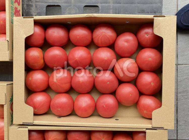 箱詰めされた完熟トマト トマト,完熟トマト,みずみずしいの写真素材