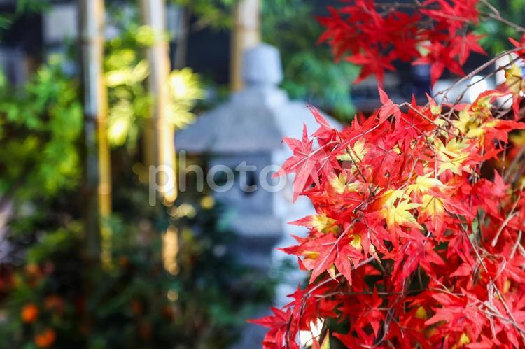 秋のもみじの背景素材 色づく,カエデ,オレンジの写真素材