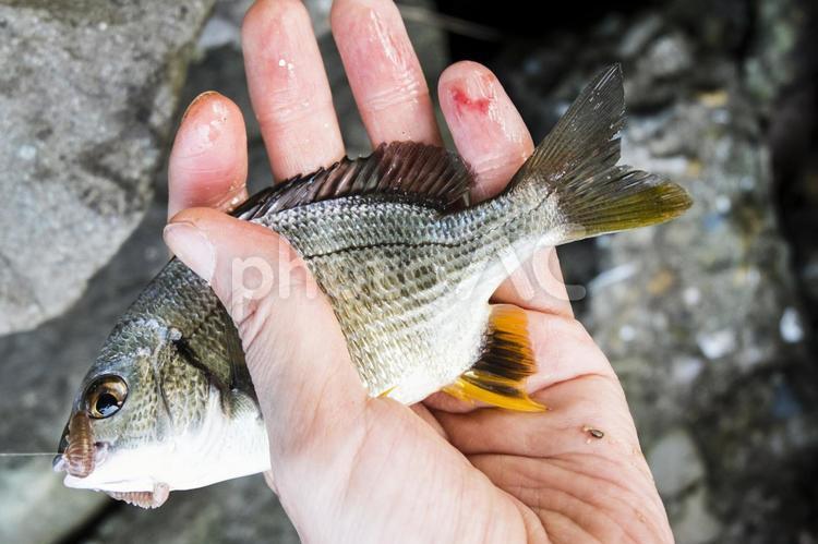 黒鯛の稚魚を釣る 釣り,黒鯛,チヌの写真素材