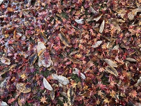 秋の風景 落ち葉,落葉,枯れ葉の写真素材