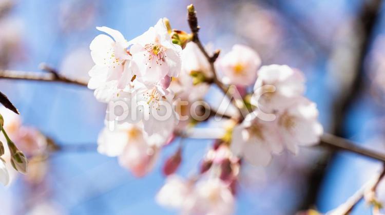 大寒桜 桜,大寒桜,桜並木の写真素材