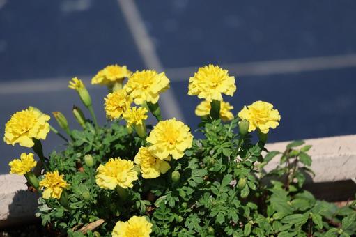 黄色い花びらのマリーゴールド 黄色い,花びら,マリーゴールドの写真素材