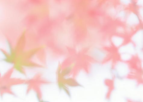 パステル赤モミジのソフトフォーカス背景画 パステル赤モミジのソフトフォーカス背景画 紅葉,パステル調,ソフトフォーカスの写真素材