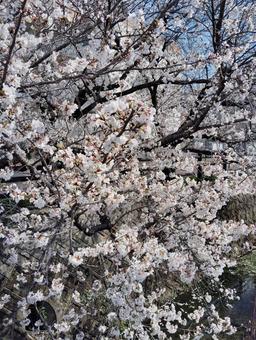 桜 桜,春,ピンクの写真素材