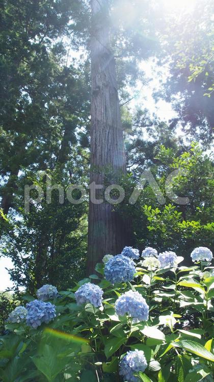 あじさいと樹 あじさい,大木,太陽の写真素材