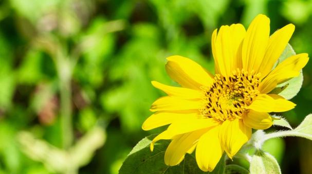 Summer image: yellow sunflowers and green background, JPG