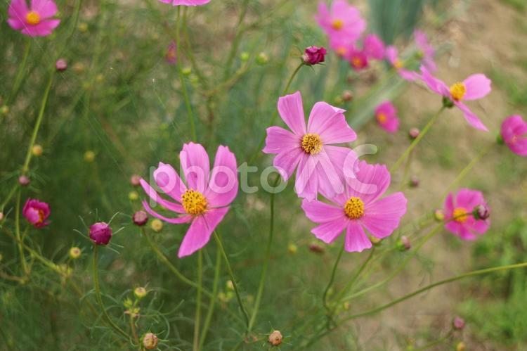 秋風に揺れるコスモスの花 こすもす,ピンクの花,秋の花の写真素材