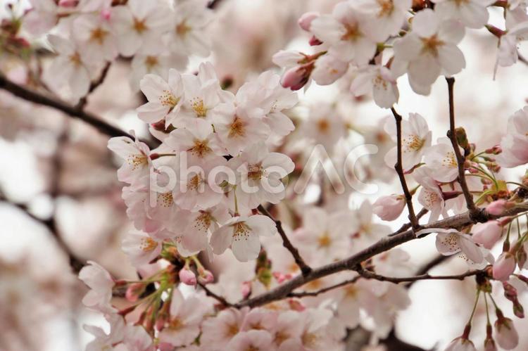 ソメイヨシノのクローズアップ 桜,満開,花見の写真素材