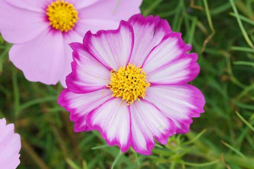 【花】濃淡のハッキリしたコスモス 【花】濃淡のハッキリしたコスモスの写真