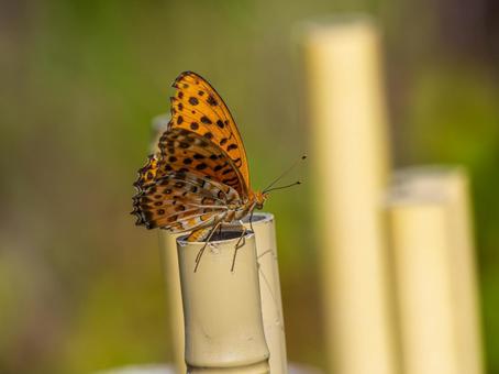 柵にとまる蝶 柵にとまる蝶 ツマグロヒョウモン,蝶,蝶々の写真素材