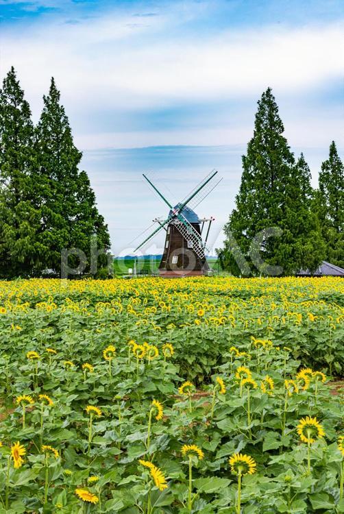 あけぼの山農業公園　ひまわり　 あけぼの山農業公園,ひまわり,向日葵の写真素材
