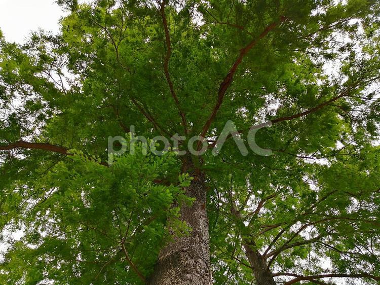 ラクウショウ（落羽松） 植物,木,ラクウショウの写真素材