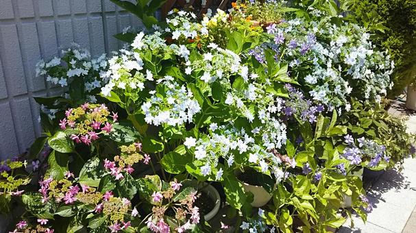 スミダノハナビの写真