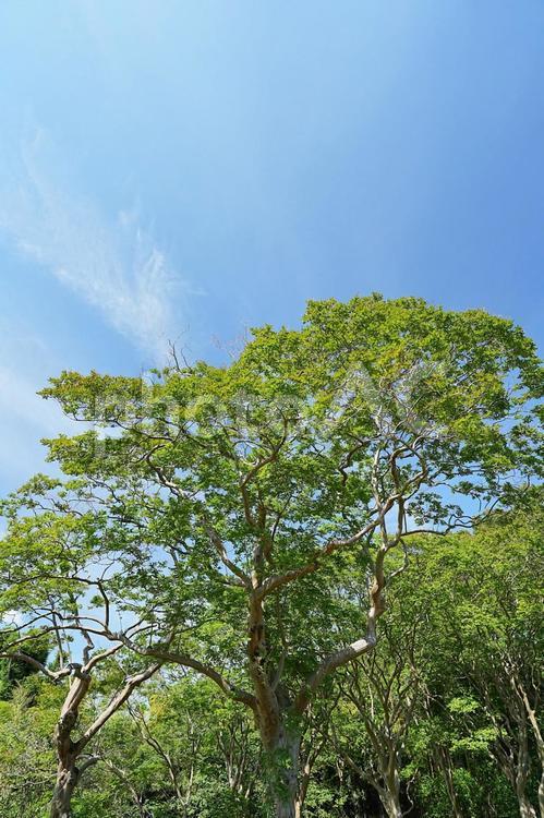 晴れた日の木と水色の空 木,空,自然の写真素材