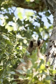 アライグマの木登り 生き物,動物,野生動物の写真素材