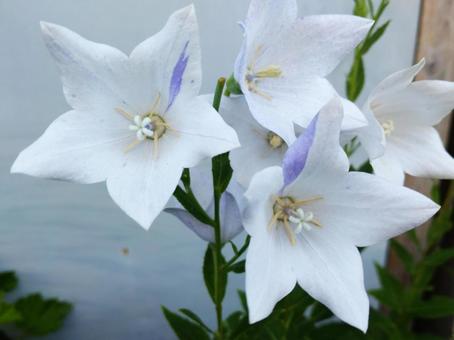 星形に開く特徴的な花姿キキョウ 星形に開く特徴的な花姿キキョウ 花,キキョウ,桔梗の写真素材