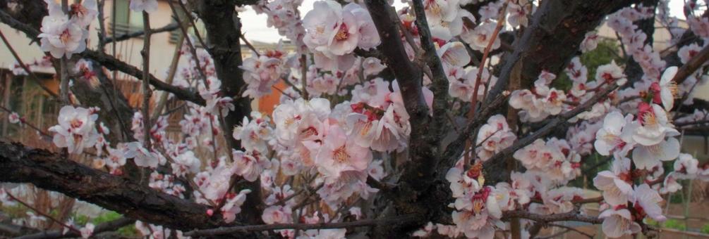 梅の花 梅の花の写真