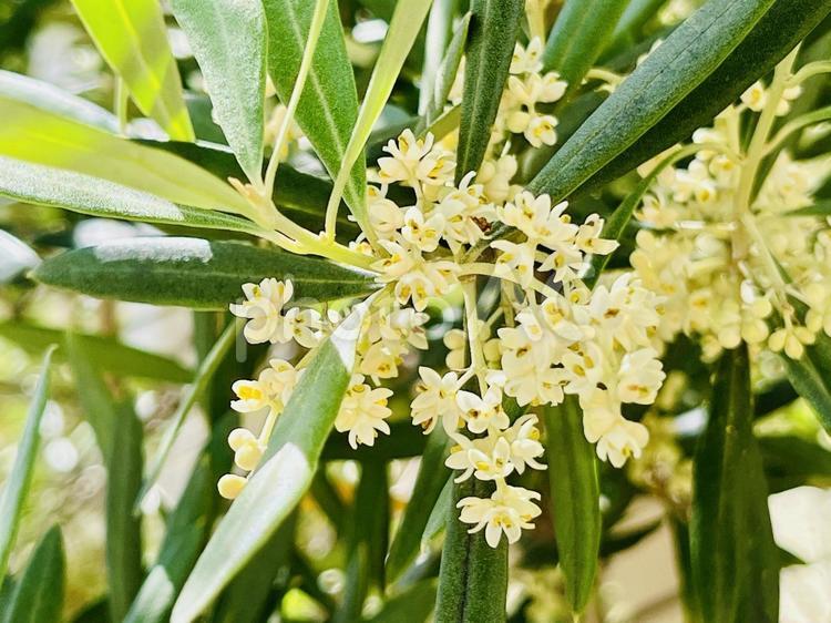 素朴で、美しいオリーブの花の開花、5月 オリーブ,木,枝の写真素材