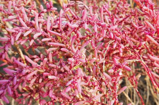 佐賀 干潟よか公園 シチメンソウ1  シチメンソウ,七面草,干潟よか公園の写真素材