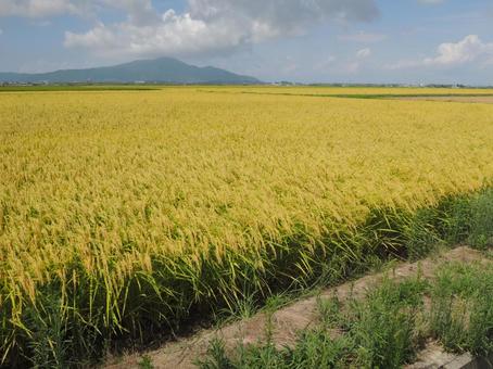 秋の稲穂と山 稲穂,稲,稲刈り前の写真素材