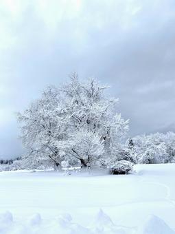 ゆきの木 冬,winter,白の写真素材