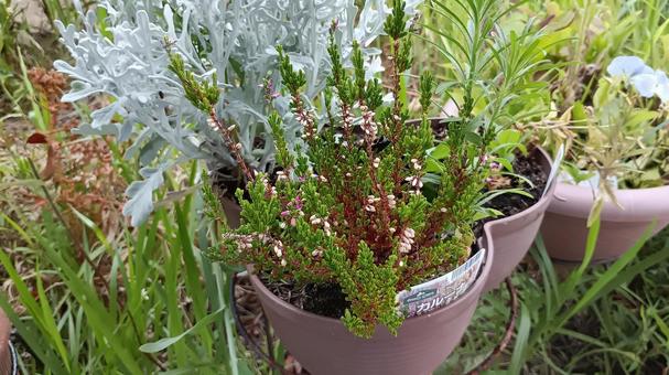 ヒースの一種・エリアkとよく似たカルーナ ヒースの一種・エリアkとよく似たカルーナ カルーナ,植物,花の写真素材