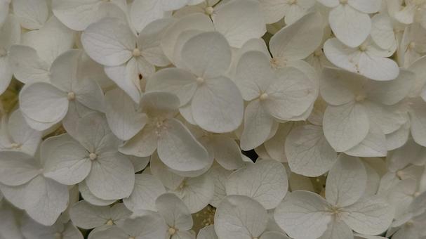 Hydrangea, JPG Hydrangea, JPG