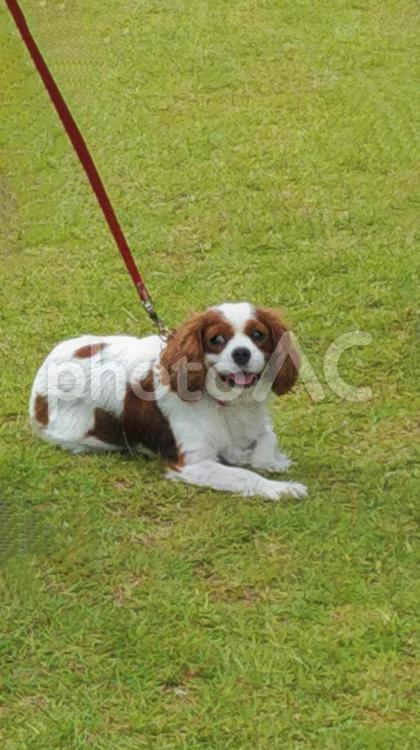 公園での犬の散歩　キャバリア・キング・チャールズ・スパニエル 公園での犬の散歩,キャバリア・キング・チャールズ,キャバリアの写真素材