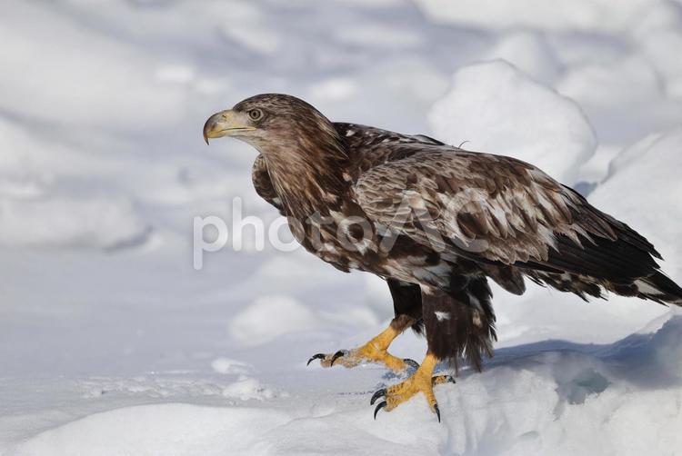 オジロワシの若鳥 オジロワシ,ワシ,鷲の写真素材