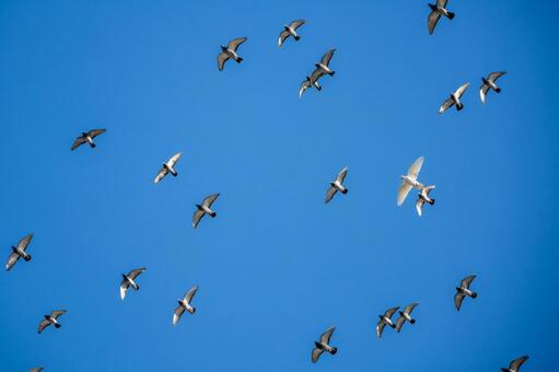 ハトの飛翔⑹ 鳥,ハト,鳥類の写真素材