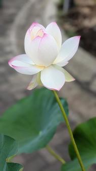 白いの蓮の花 白いの蓮の花の写真