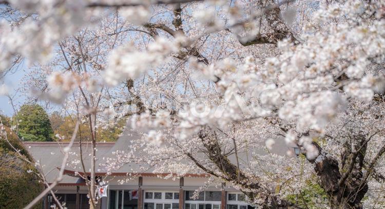 東京都　小金井公園で咲く桜 都市公園,武蔵野,満開の写真素材