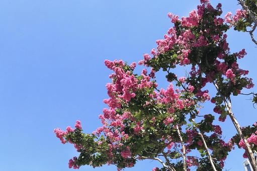 サルスベリ木花 サルスベリ木花の写真