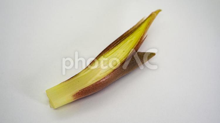 みょうがのアップ写真 みょうが,茗荷,薬味の写真素材