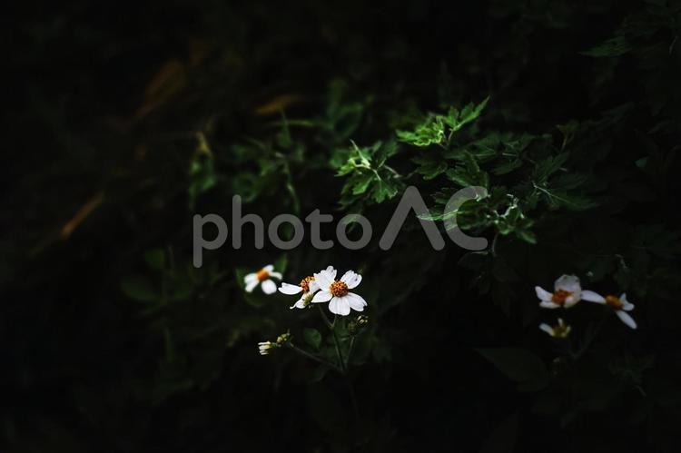 ＜五島の風景＞朝の畑の脇のコセンダングサ コセンダングサ,野草,雑草の写真素材