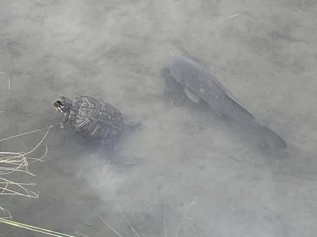 Turtle and Carp, JPG
