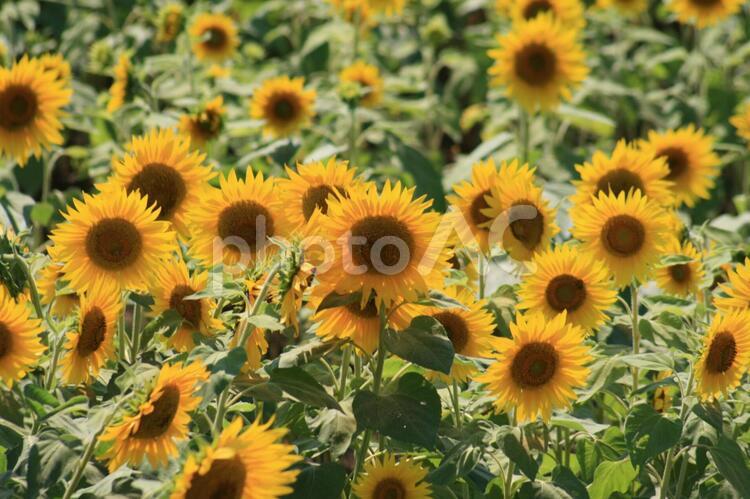 ひまわり５ 花,夏,自然の写真素材