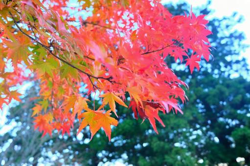 紅葉もみじの写真