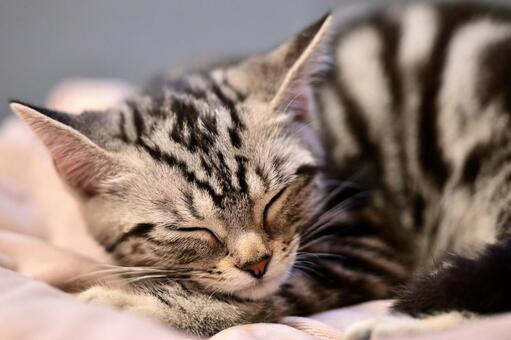 子猫 子猫,kitten,ねこの写真素材