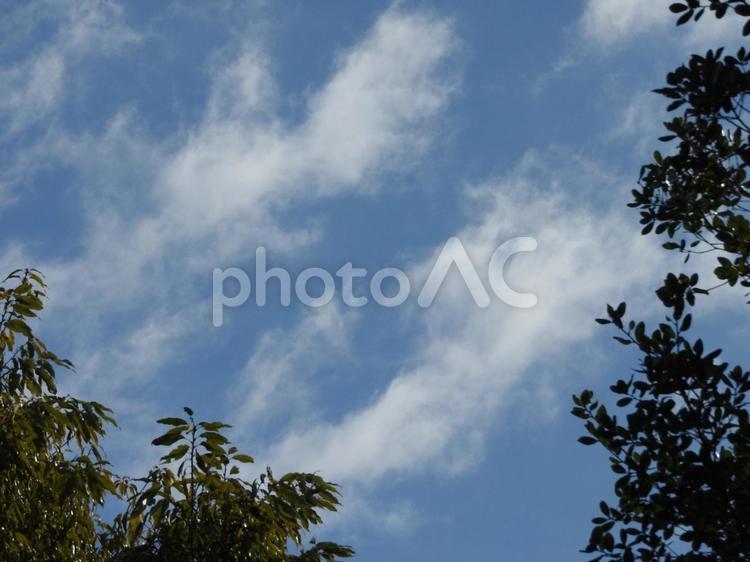 2月の空と木 空,木,植物の写真素材